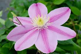 Clematis likes its roots to stay cool, so spread mulch at its base or shade them by planting other perennials close by. Growing Dwarf Clematis Vines Triangle Gardener Magazine