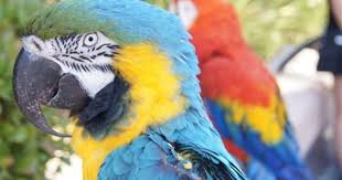 Birds Of A Feather New Vegas Macaws In Las Vegas Submitted By Kat Stanovsky Macaw Parrot Training Bird Species