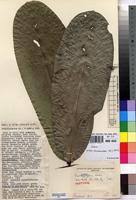 Image result for Uvariodendron