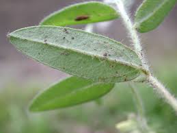 Image result for Crotalaria egregia