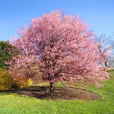 Kwanzan is the worlds favorite cherry blossom tree. Kwanzan Flowering Cherry Trees For Sale Fastgrowingtrees Com