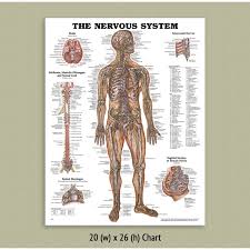 Download this peripheral nervous system medical vector illustration diagram with full body nerve scheme vector illustration now. Back Talk Systems Colorado Nervous System Anatomical Chart