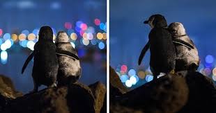 Download hand drawn valentine's day penguins couple for free. Photographer Captures A Shot Of Two Widowed Penguins Overlooking The Melbourne Skyline Together Bored Panda