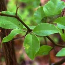 Image result for Triumfetta angolensis