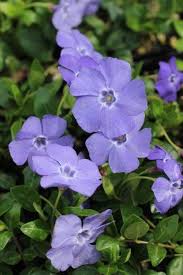 Image result for Vinca minor