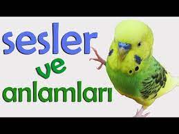 muhabbet kusu sesleri anlamlari youtube muhabbet kuslari kusu ses
