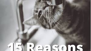 Tlc for pets is a fun, safe, secure environment where you can be confident that your beloved pets will be well taken care of while you are away. 15 Reasons Not To Have A Pet Cat Pethelpful