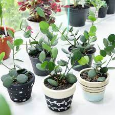 Cây của tuần này là peperomia hope, là cây lai được trồng giữa peperomia, p. Pin On Green Things Or Any Other Color