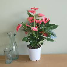Anthurium Anthurium Plants Indoor Plants