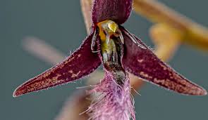 Image result for Bulbophyllum saltatorium