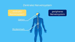 Autonomic nervous system, ans), genannt, bildet zusammen mit dem somatischen nervensystem das gesamte periphere und zentrale nervensystem. Zentrales Nervensystem Aufbau Und Erkrankungen Mit Video Mit Video