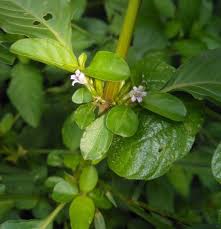 Image result for Dyschoriste nagchana