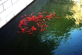 Berikut ini cara membuat kolam ikan sendiri di taman. Mudah Cara Membuat Kolam Ikan Sederhana Di Rumah