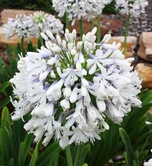 Image result for Agapanthus africanus