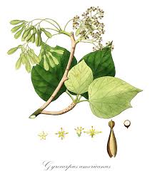 Image result for Hernandiaceae