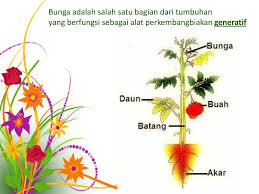 Bunga berkembang biak dengan memanfaatkan fungsi dari benang sari dan putik sebagai alat reproduksi. Bagian Bagian Bunga Dan Fungsinya Ppt Download