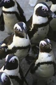 Birds That Cannot Fly List Penguin Places Animales Adorables Animales Y Mascotas Animales Hermosos