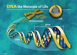 Dna is found in all of our cells: Dna The Human Body Recipe Lesson Teachengineering