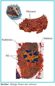We did not find results for: Inilah Struktur Dan Fungsi Retikulum Endoplasma Kasar Halus