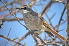 Africa is the namibian flying snake. Namibia Birding Tours Botswana Birding Tours Bird Watching Birdquest