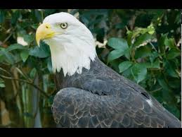 German imperial eagle vs bald eagle. Bald Eagle Vs Golden Eagle Youtube