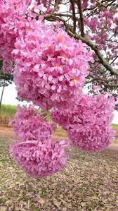 Pin Ot Polzovatelya Jenny Na Doske Amo Arvores Floridas Ekzoticheskie Cvety Krasivye Cvety Cvetushie Derevya