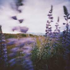 Nowhere Man Nature Wild Flowers Scenery