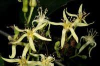 Image result for Leptonychia