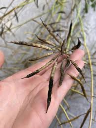 Image result for sooty mould