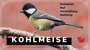 Image result for Kohlmeise vogelhouse