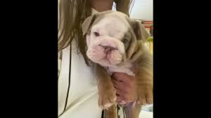 See more ideas about french bulldog puppies, bulldog puppies, bulldog. English Bulldog Puppies For Sale In California Craigslist 07 2021