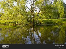 In the near pool where the water is more still, the color of the water and the bottom of the river overtakes the reflection from the sky and. Reflection Trees Water Image Photo Free Trial Bigstock