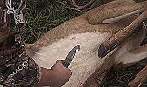 If you are going to have the deer. 5 Field Dressing Deer Mistakes To Avoid