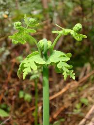 Image result for Histiopteris incisa