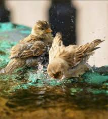 Bird In Bird Bath Feeling Groovy It S Our Feelings That Create Our Experience Beautiful Birds Pretty Birds Bird