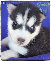 Litter Of 8 Siberian Husky Puppies For Sale In Quinlan Tx Adn 27056 On Puppyfinder Com Gender Puppies For Sale Siberian Husky Puppies Husky Puppies For Sale