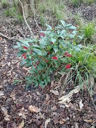 Image result for Ardisiandra