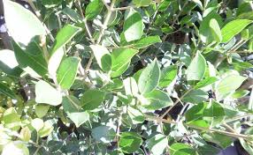 Image result for Chionanthus foveolatus