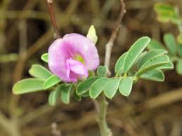 Image result for Tephrosia radicans