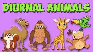 Diurnality, plant or animal behavior characterized by activity during the day and sleeping at night. Diurnal Animal Song Youtube
