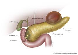 Image result for pancreas)