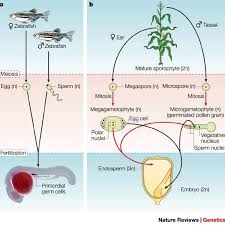 An animal cell becomes rounded before cell division. Comparison Of Plant And Animal Life Cycles A Animal Life Cycle In Download Scientific Diagram