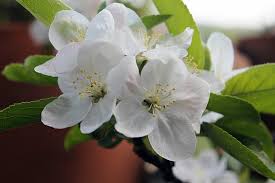 Visualizza altre idee su foto di fiori, fiori, bellissimi fiori. Fiori Hd Wallpapers Free Download Wallpaperbetter