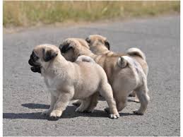 Pug Kopek Pug Kopek Egitimi Pug Kopekler