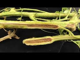 Image result for tomato seedling fusarium wilt