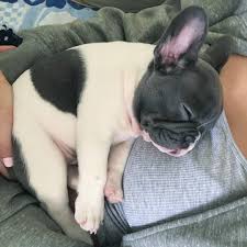 French Bulldog Puppy Sevimli Hayvan Yavrulari Yavru Kopek Hayvan Bebekler