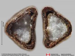 Image result for Cyperus foliaceus