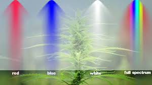 Do full spectrum lights help plants grow. How Led Grow Light Changes The Grow Cycle Of Plants Agc Lighting