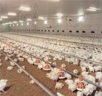 Proveedores, fabricantes de jaulas para pollos de engorde de ...