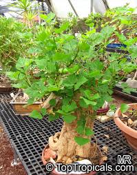 Image result for Erythrina livingstoniana